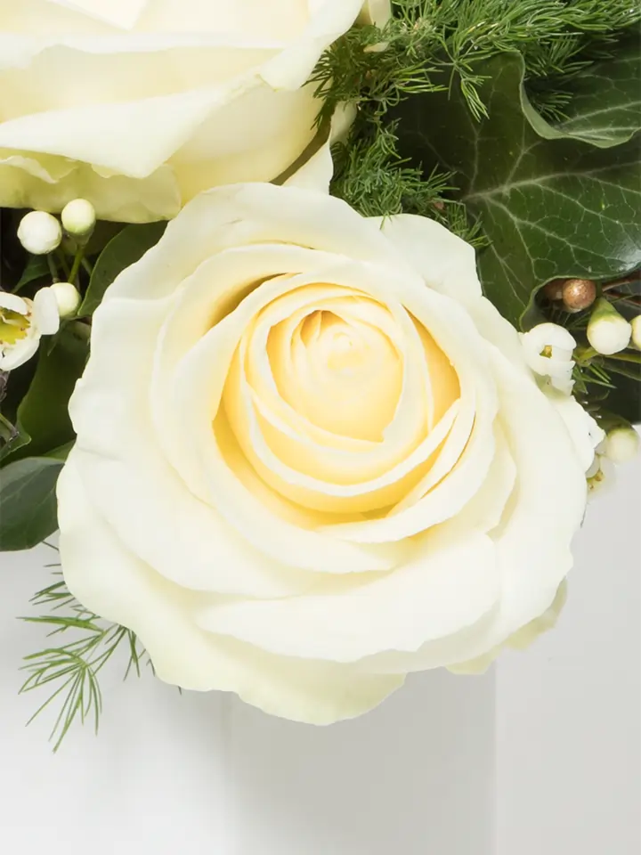 Cinque rose bianche macro